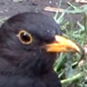 Profile picture for Daniel Seiple