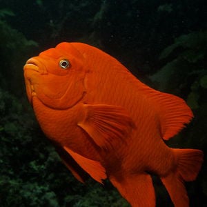 Profile picture for Catcher in the Algae