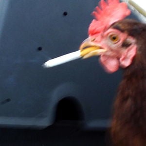 Profile picture for SmokingChicken
