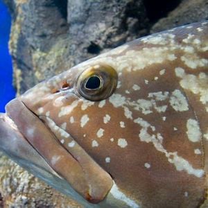 Profile picture for G.Bspearfishing