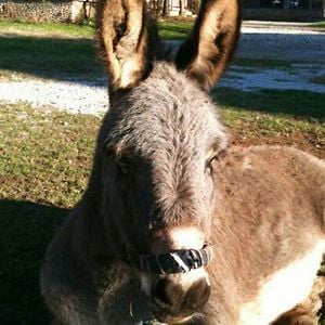 Profile picture for Josip Buljat