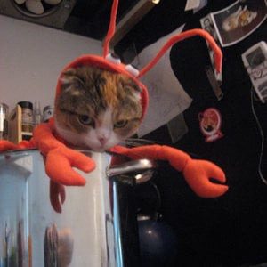 Profile picture for mathilde kitteh
