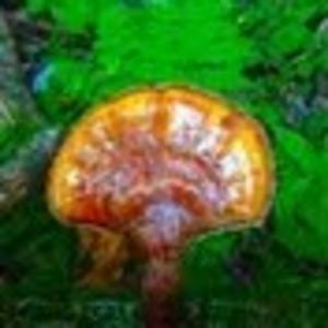 Profile picture for Restoretheplanet