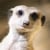 MeerkatMac