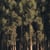 theforestry