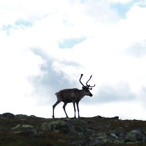 Profile picture for Sjöberg & Mjöberg Production