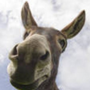 Profile picture for Honking Goose Videos