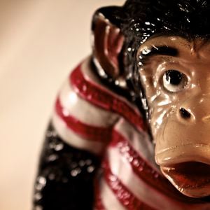 Profile picture for Surf Monkey