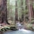 Forest Mullinary