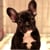 Isa the Frenchie