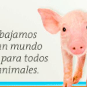 Profile picture for Animal Tv