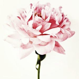 Profile picture for EarlGreyPeony