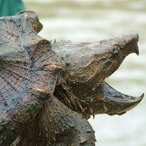 Profile picture for Snapping Turtle