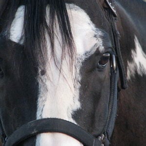 Profile picture for Promopony