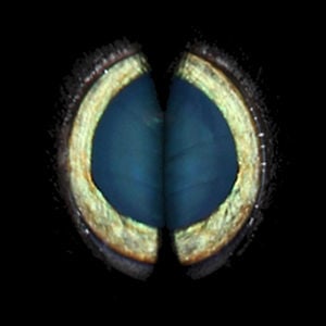 Profile picture for realiction