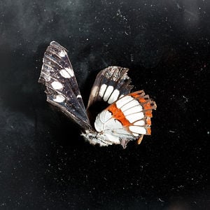 Profile picture for organon