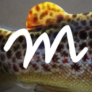Profile picture for Mimic Fly Fishing