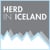 Herd In Iceland