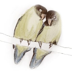 Profile picture for Lovebirds Film