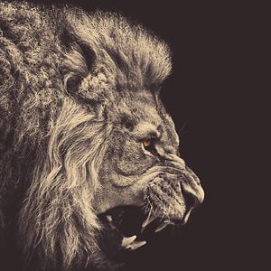 Profile picture for Corin McCrate