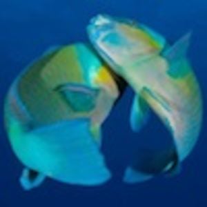 Profile picture for Zen Waterman