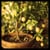 LEMON Tree