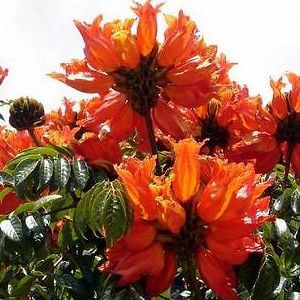 Profile picture for tulipangaleana