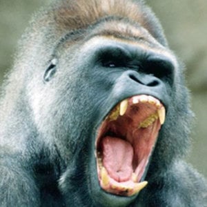 Profile picture for Kelly G. Raine
