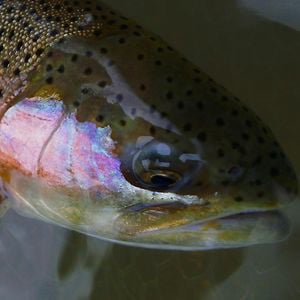 Profile picture for Living Waters Fly Fishing