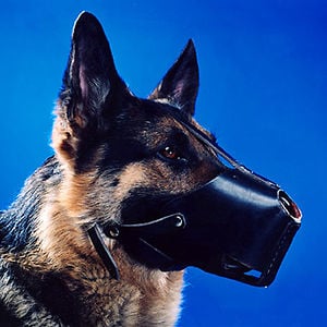Profile picture for Olivier CAMENSULI