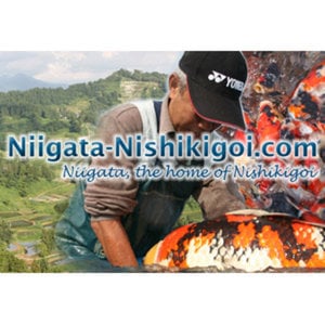 Profile picture for Niigata-Nishikigoi.com