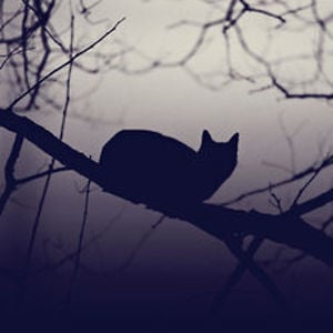 Profile picture for Laura Rondinella