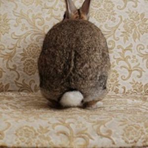 Profile picture for SnuggleBunny