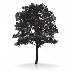 Profile picture for Truth About Trees