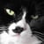 Cats of London