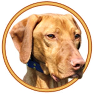 Profile picture for HoosierVideos