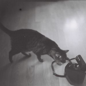 Profile picture for janeaustenscat