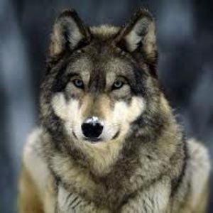 Profile picture for Raw Dowg