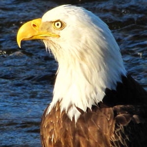 Profile picture for Alaska Outdoor Journal