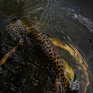 Profile picture for corey kruitbosch