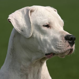 Profile picture for Willem-Alexander van Rooijen