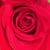 Pretty Rosebud