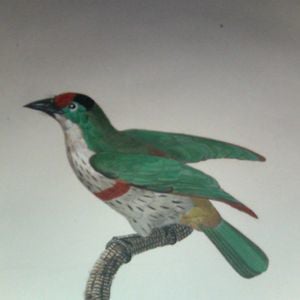 Profile picture for Caruso