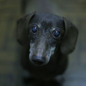 Profile picture for João Victor Mignoni