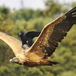 Profile picture for two crows