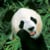 WWF Russia
