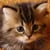ちびねこ