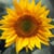 Sunflower1