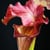 Sarracenia Dude