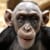 Monkey Business